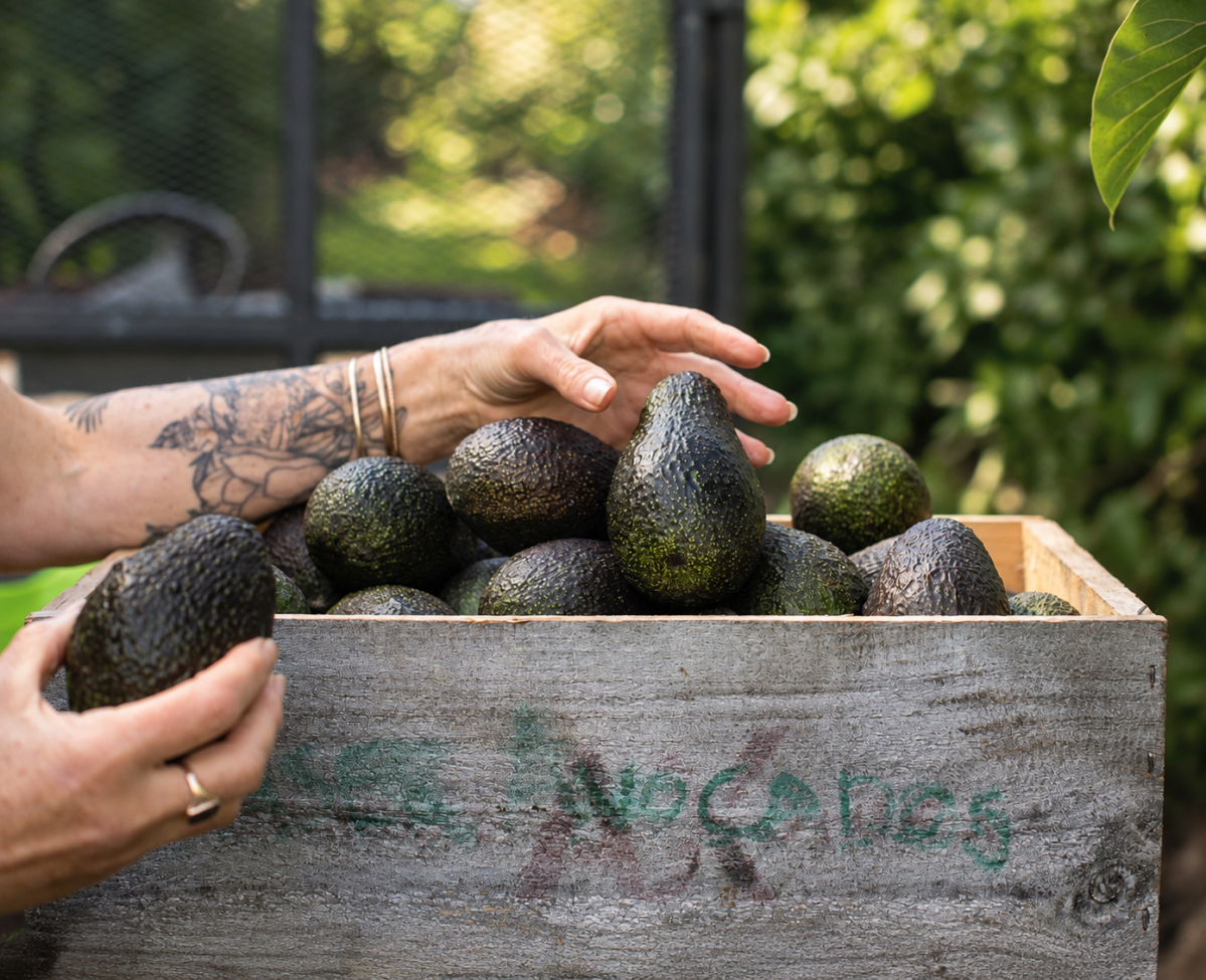 Perfectly Ripe Avo's, Every Time